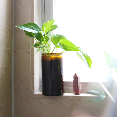 Pothos potted in recycled jar on windowsill next to crystals